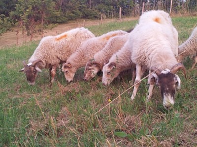 20150701_204117mmmm.jpg (139.36 KiB) Osservato 2751 volte 20150701_204117mmmm.jpg