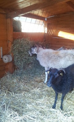 hhhhhhhhhhhhhh.jpg (158.34 KiB) Osservato 2672 volte hhhhhhhhhhhhhh.jpg