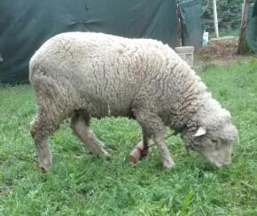 IMG_20160228_171531-1.jpg IMG_20160228_171531-1.jpg