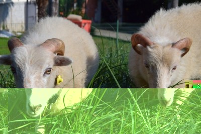 DSC_0347pp.jpg (137.76 KiB) Osservato 1372 volte DSC_0347pp.jpg