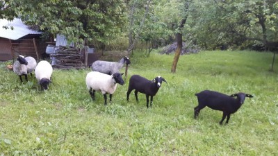 20180518_201833.jpg (117.99 KiB) Osservato 1247 volte 20180518_201833.jpg