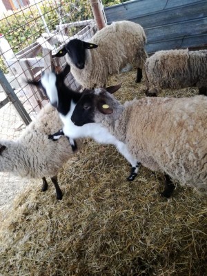 IMG_20190305_081112.jpg (176.98 KiB) Osservato 1120 volte IMG_20190305_081112.jpg