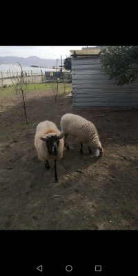 Screenshot_20200318_212347_com.android.gallery3d.jpg (57.61 KiB) Osservato 1119 volte Screenshot_20200318_212347_com.android.gallery3d.jpg