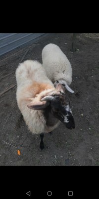 Screenshot_20200318_220537_com.android.gallery3d.jpg (52 KiB) Osservato 1113 volte Screenshot_20200318_220537_com.android.gallery3d.jpg