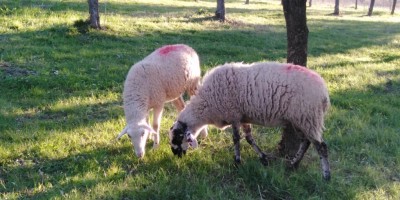 IMG_20220114_155812.jpg (109.4 KiB) Osservato 3983 volte IMG_20220114_155812.jpg