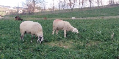 IMG_20220118_150347.jpg (89.22 KiB) Osservato 3981 volte IMG_20220118_150347.jpg