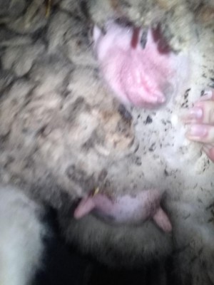 IMG_20220124_094514.jpg (58.38 KiB) Osservato 3967 volte IMG_20220124_094514.jpg