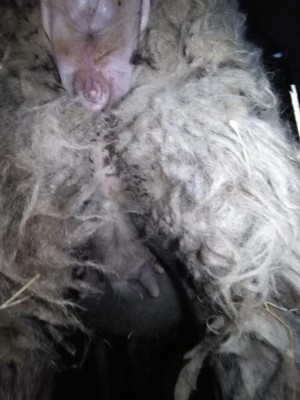 IMG_20220124_094646.jpg (79.16 KiB) Osservato 3967 volte IMG_20220124_094646.jpg