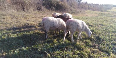 IMG_20220203_161301.jpg (139.75 KiB) Osservato 3809 volte IMG_20220203_161301.jpg