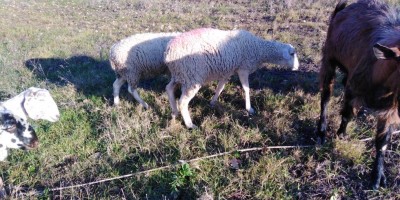 IMG_20220203_161237.jpg (156 KiB) Osservato 3809 volte IMG_20220203_161237.jpg