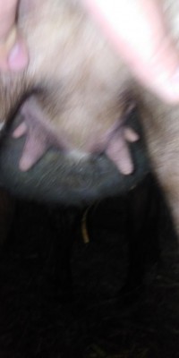 IMG_20220204_093647.jpg (26.23 KiB) Osservato 3785 volte IMG_20220204_093647.jpg