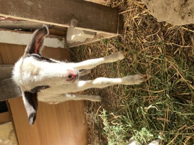 Eccolo qui appena nato! / IMG_2990.jpeg IMG_2990.jpeg