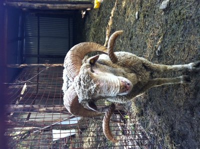 foto (9).JPG (182.22 KiB) Osservato 1319 volte foto (9).JPG