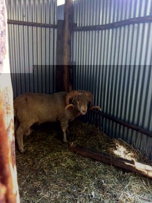 foto (7).JPG (93.14 KiB) Osservato 1287 volte foto (7).JPG