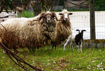 pecore.jpg pecore.jpg