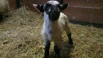 Blackino.jpg (212.49 KiB) Osservato 1031 volte Blackino.jpg