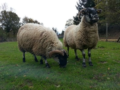 20121111_131720.jpg (261.9 KiB) Osservato 891 volte 20121111_131720.jpg