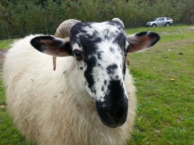 20121111_131737.jpg (205.89 KiB) Osservato 891 volte 20121111_131737.jpg