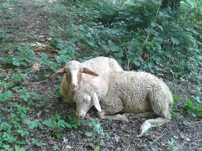 1231564_4805711400855_729010541_n.jpg (97.74 KiB) Osservato 863 volte 1231564_4805711400855_729010541_n.jpg