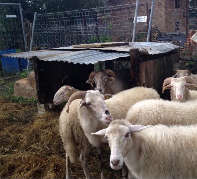 cornelle1-2.JPG (97.85 KiB) Osservato 1170 volte cornelle1-2.JPG