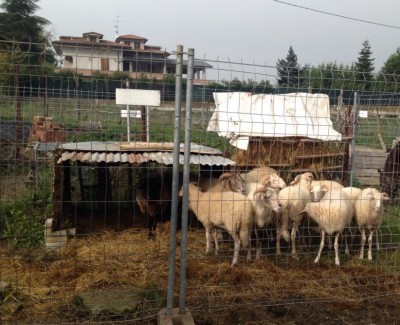 cornelle2-2.JPG (98.35 KiB) Osservato 1170 volte cornelle2-2.JPG