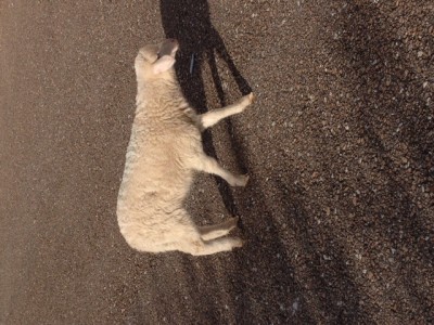 image.jpg (175.66 KiB) Osservato 755 volte image.jpg