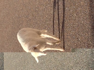 image.jpg (163.58 KiB) Osservato 725 volte image.jpg