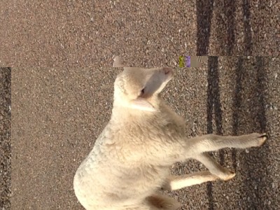 image.jpg (154.19 KiB) Osservato 724 volte image.jpg