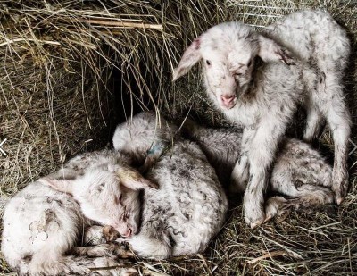 4Agnelli.JPG (203.38 KiB) Osservato 1033 volte 4Agnelli.JPG