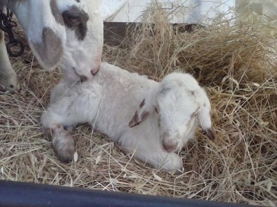 1622691_10202362448254455_107747849_n.jpg (53.22 KiB) Osservato 1720 volte 1622691_10202362448254455_107747849_n.jpg