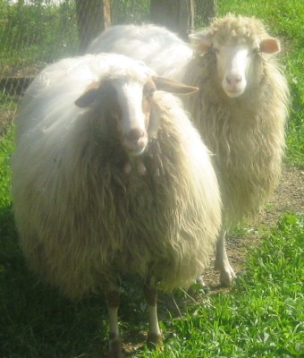 Immagine 013.jpg (91.36 KiB) Osservato 1455 volte Immagine 013.jpg