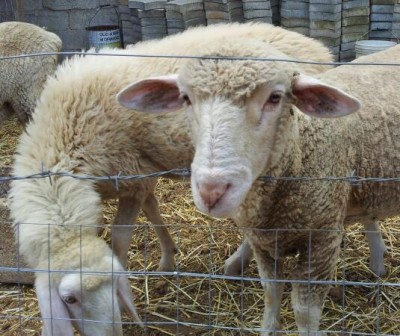 20140904_115415-1.jpg (58.65 KiB) Osservato 849 volte 20140904_115415-1.jpg