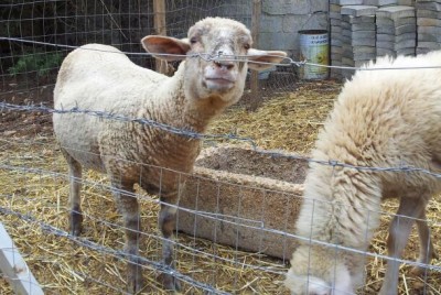 20140904_115419-1.jpg (68.81 KiB) Osservato 849 volte 20140904_115419-1.jpg