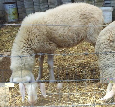 20140904_115357-1.jpg (51.16 KiB) Osservato 846 volte 20140904_115357-1.jpg