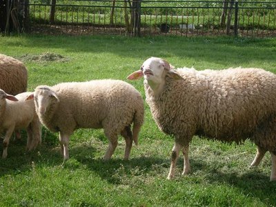 pecore.jpg (115.92 KiB) Osservato 1573 volte pecore.jpg