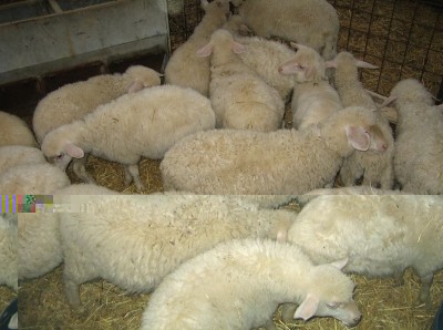 pecore.jpg (154.67 KiB) Osservato 780 volte pecore.jpg