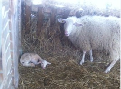 1.JPG (36.56 KiB) Osservato 704 volte 1.JPG