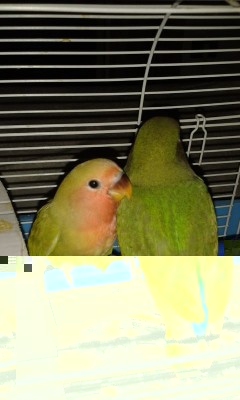 IMG_20150728_28762.jpg (62.02 KiB) Osservato 456 volte IMG_20150728_28762.jpg