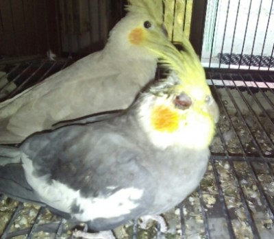 IMG_20151013_224112.jpg (118.58 KiB) Osservato 3936 volte IMG_20151013_224112.jpg