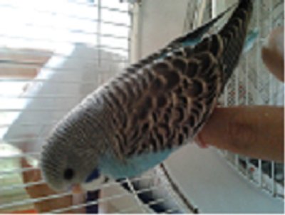 Wheatley.jpg (51.19 KiB) Osservato 1239 volte Wheatley.jpg