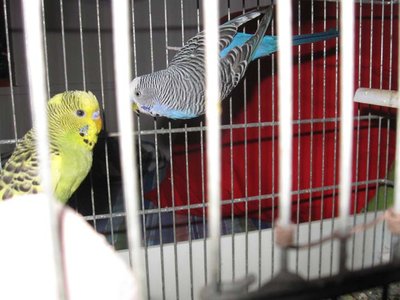 IMG_0403.jpg (70.62 KiB) Osservato 2965 volte IMG_0403.jpg