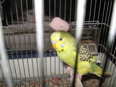 IMG_0400.jpg (70.26 KiB) Osservato 2965 volte IMG_0400.jpg