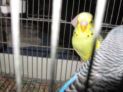 IMG_0406.jpg (68.19 KiB) Osservato 2965 volte IMG_0406.jpg