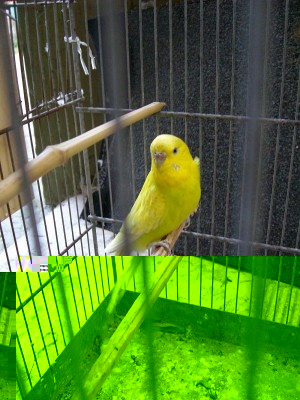 cocorita maschio ???? / ALIM1647ok.jpg ALIM1647ok.jpg