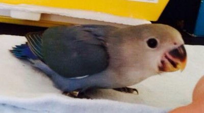 1531581_10205644410297988_7943812928003526921_n.jpg (15.86 KiB) Osservato 2335 volte 1531581_10205644410297988_7943812928003526921_n.jpg