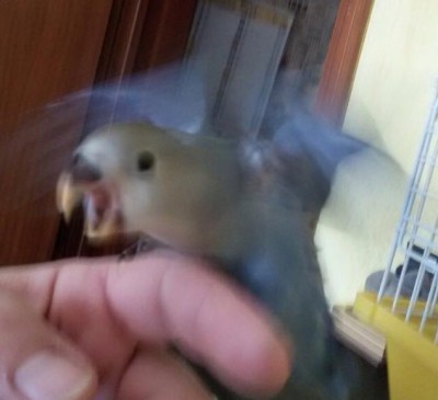 10850001_10205644410497993_8848425062234177494_n.jpg (25.36 KiB) Osservato 2335 volte 10850001_10205644410497993_8848425062234177494_n.jpg