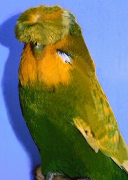 CRESTATO.jpg CRESTATO.jpg