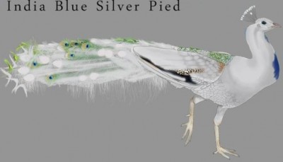 indian blu silver pied.jpg (22.64 KiB) Osservato 11693 volte indian blu silver pied.jpg