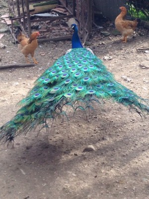 image.jpeg (200.21 KiB) Osservato 3588 volte image.jpeg