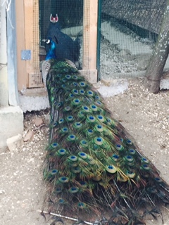 FullSizeRender.jpgorecchiuto e pavone.jpg FullSizeRender.jpgorecchiuto e pavone.jpg